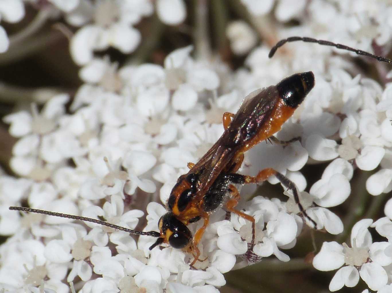 Piccolo Ichneumonidae?